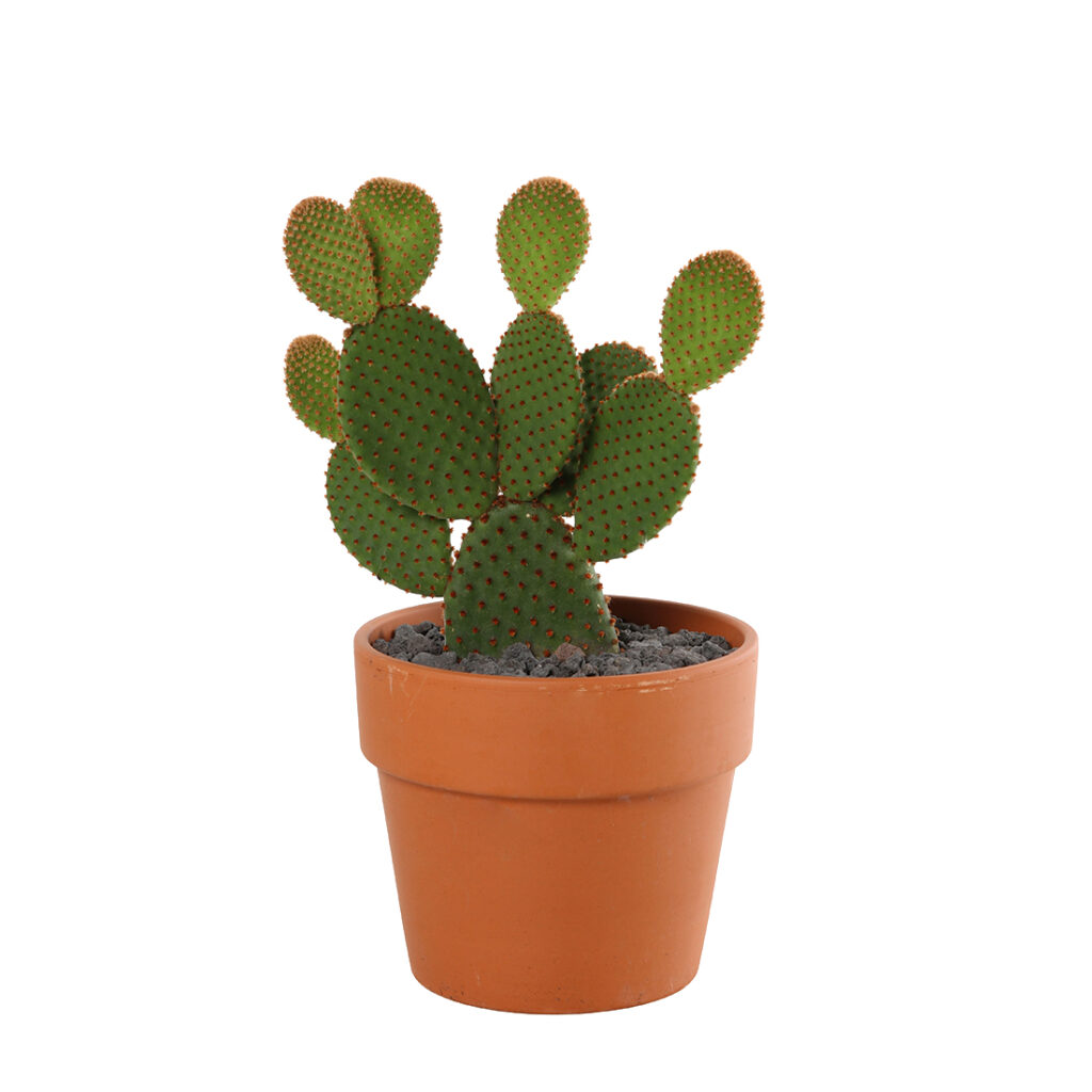 Plante intérieur : cactus déco et tendance - Côté Maison