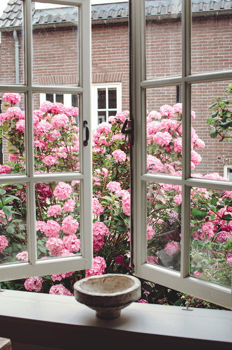 hortensias roses