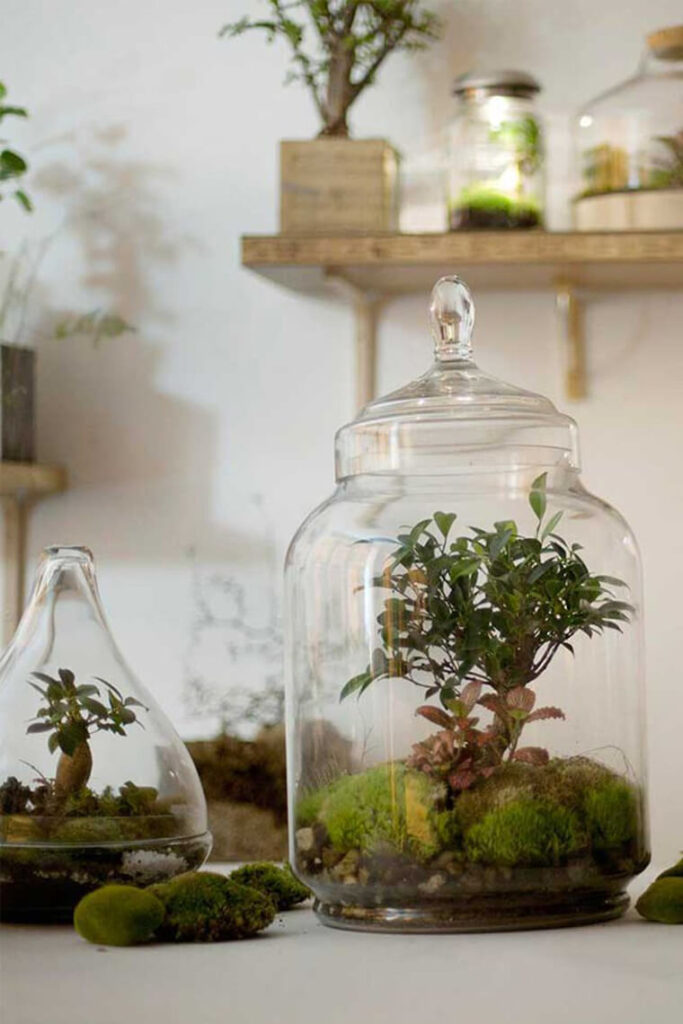 terrarium pour une idée décoration maison avec plantes